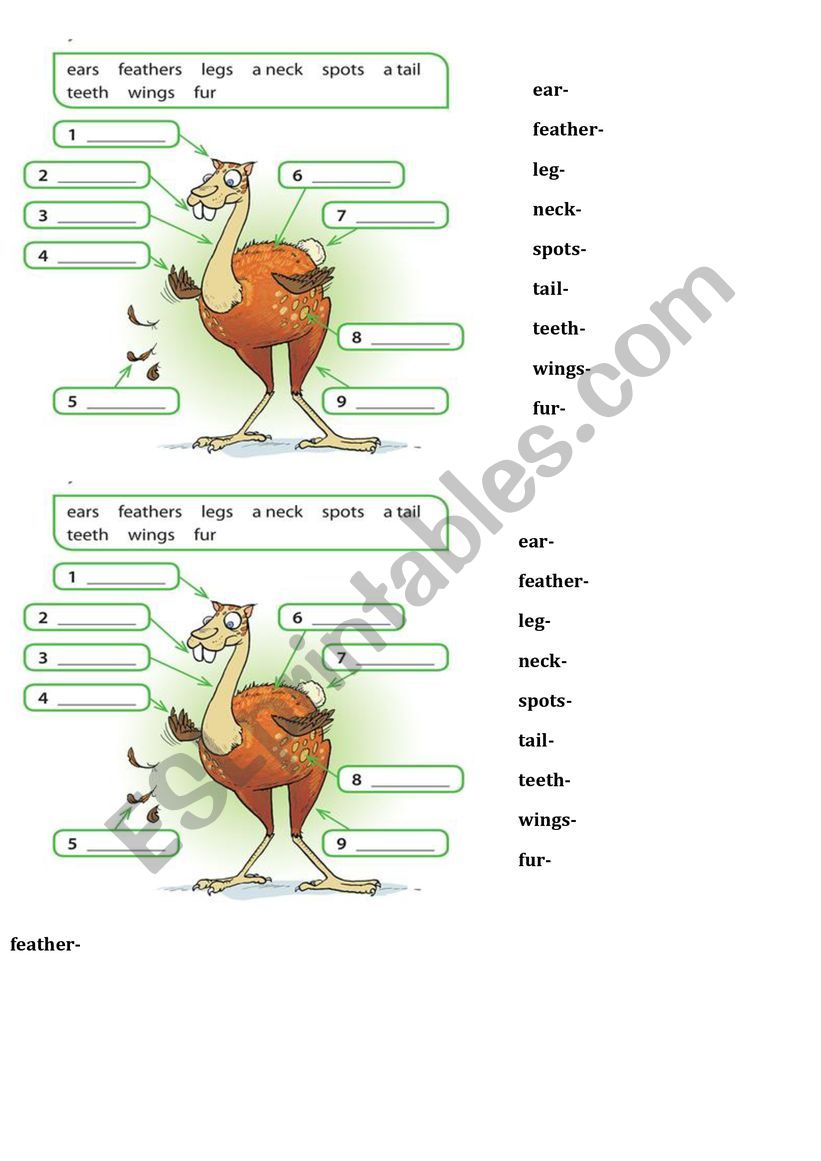 Animals body parts worksheet