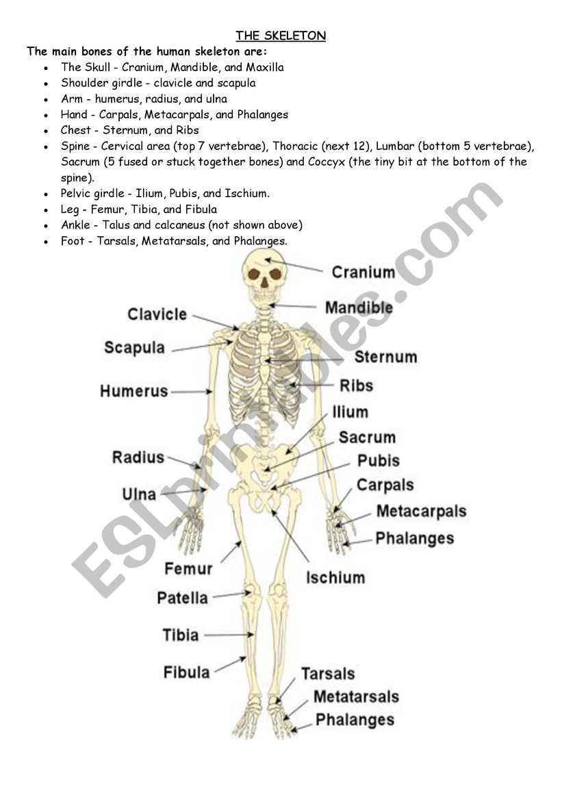 human skeleton worksheet