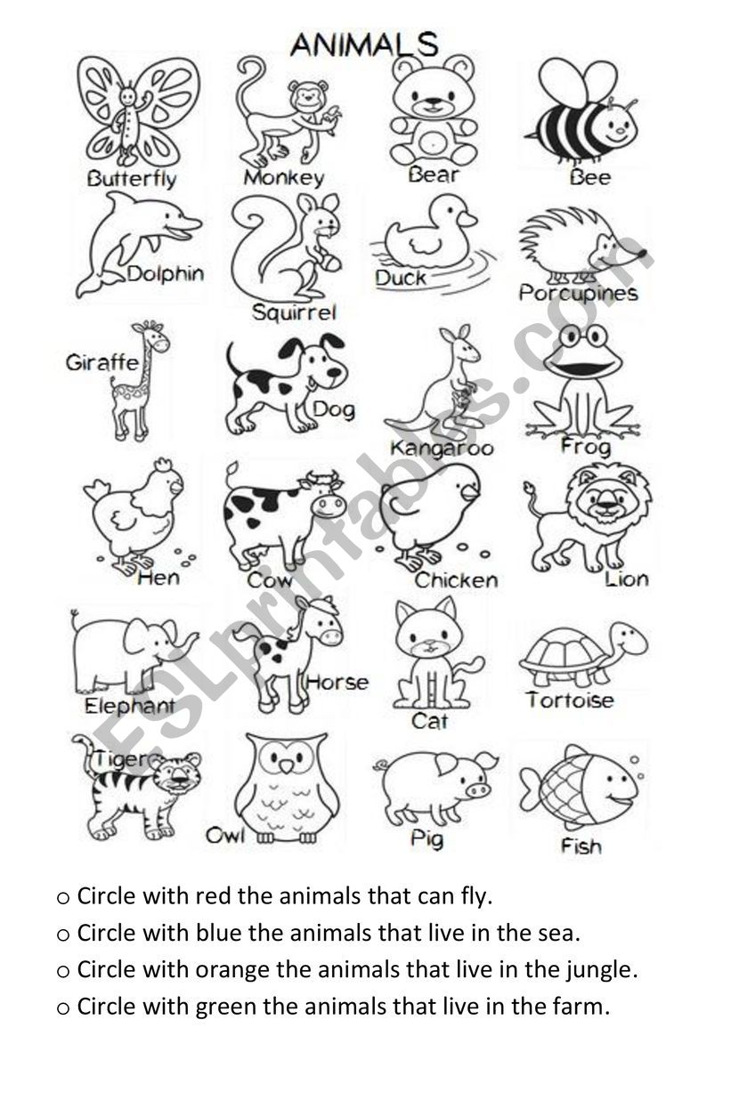 ANIMAL CLASIFICATION worksheet