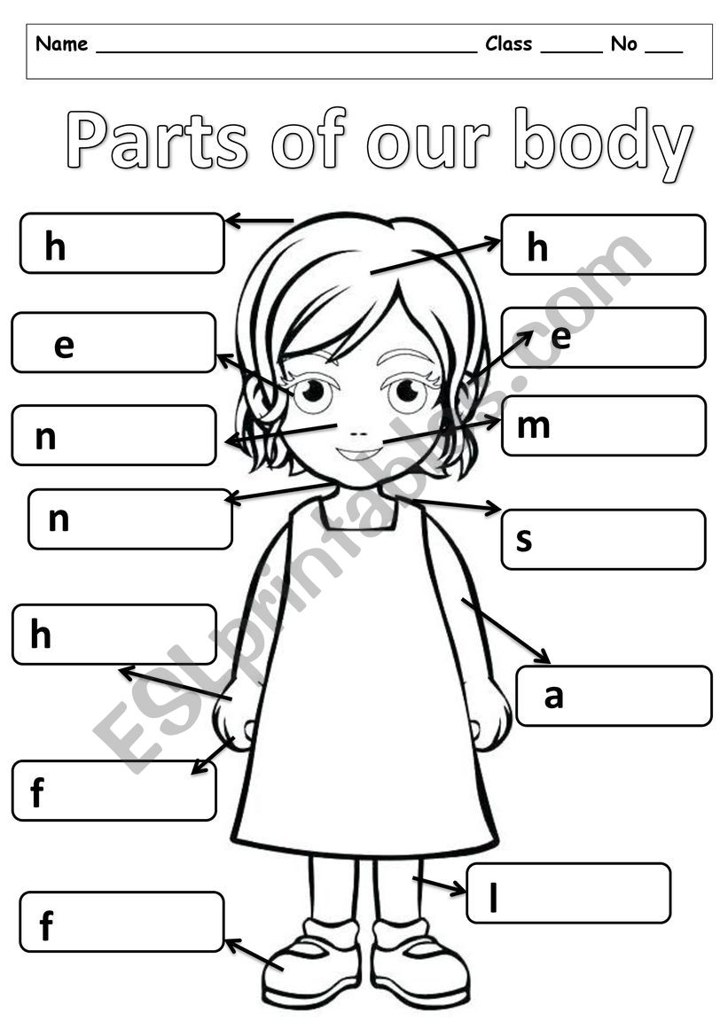 Parts of body worksheet