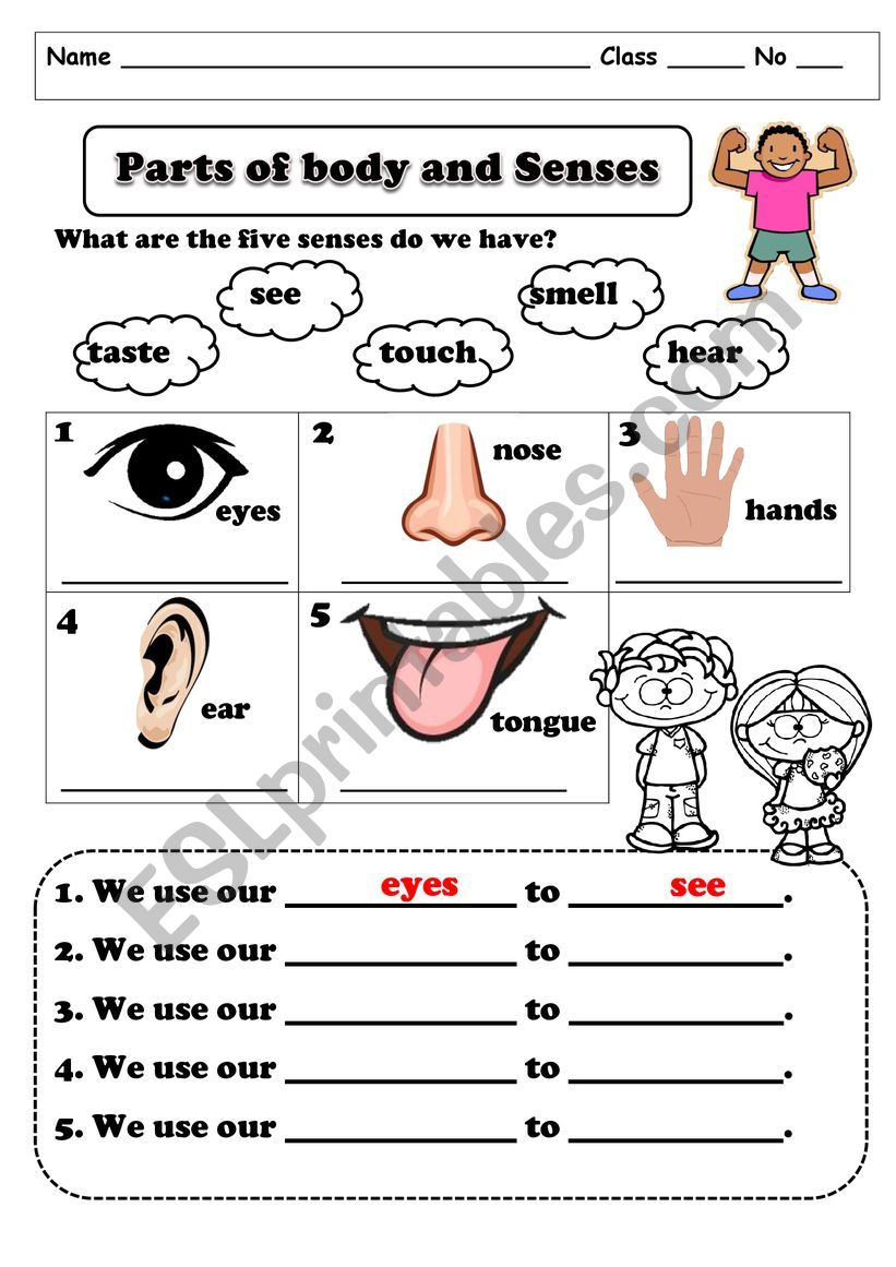 Parts of body and senses worksheet