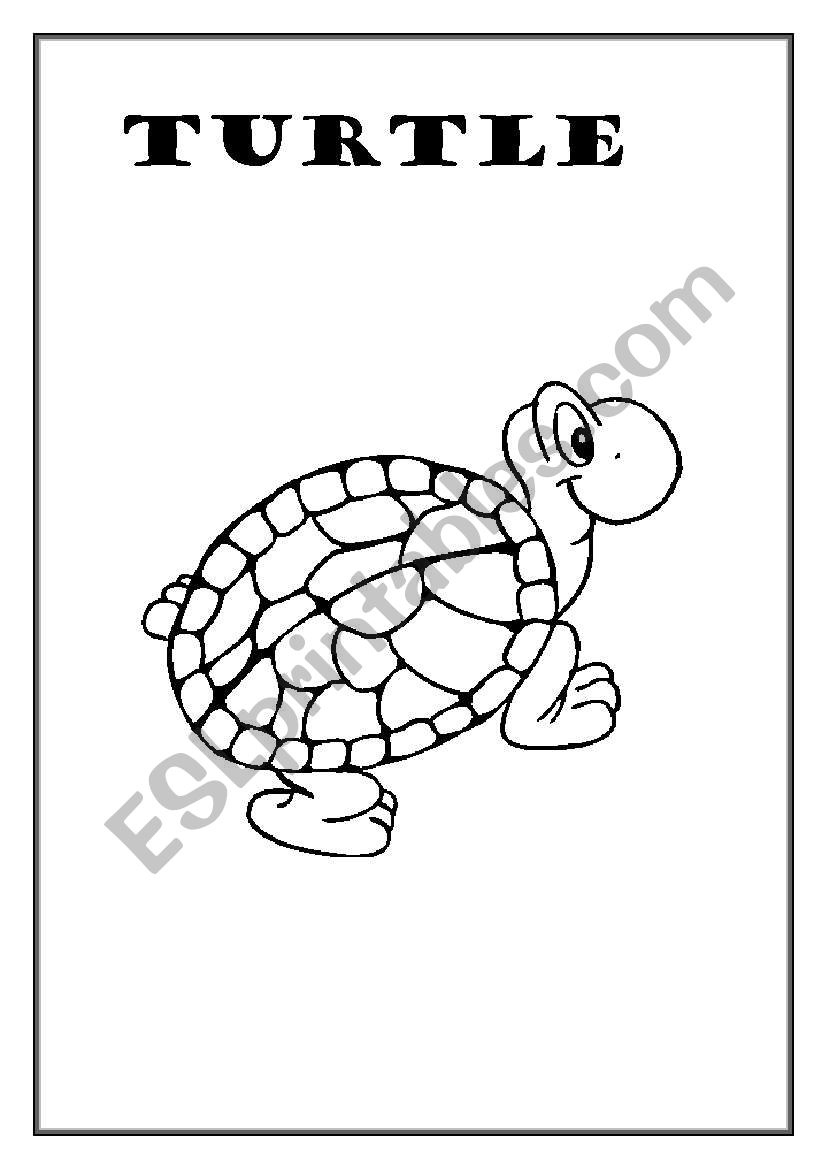 Turtle worksheet