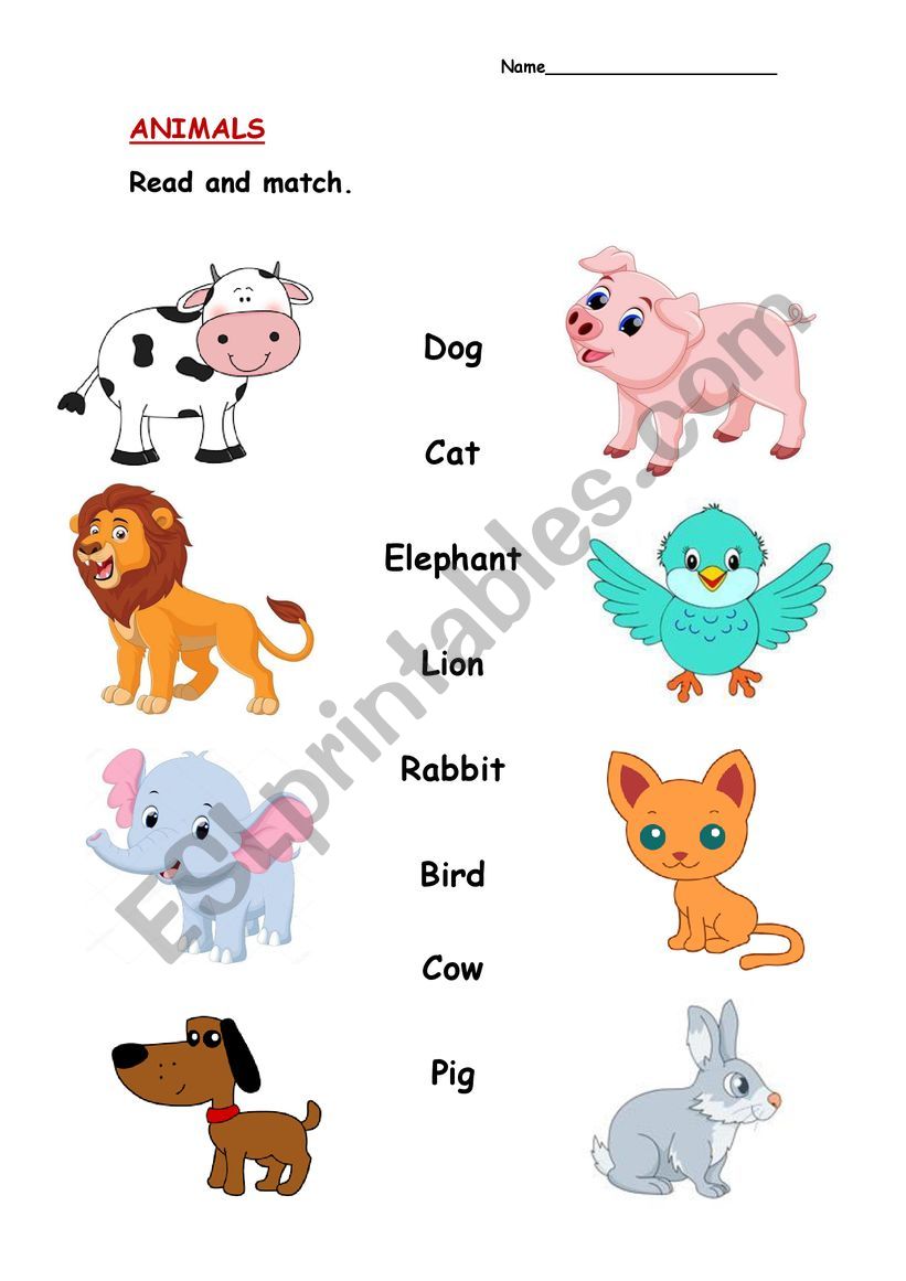 ANIMALS WORKSHEET worksheet