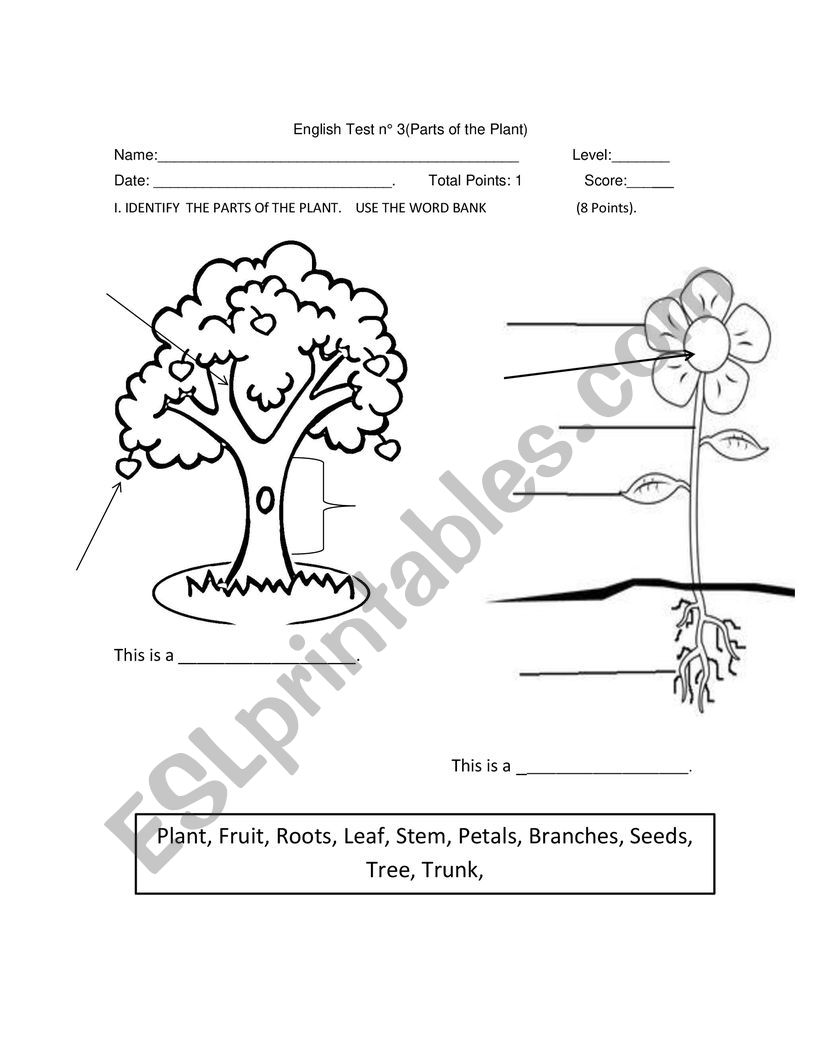 Parts of the plant worksheet