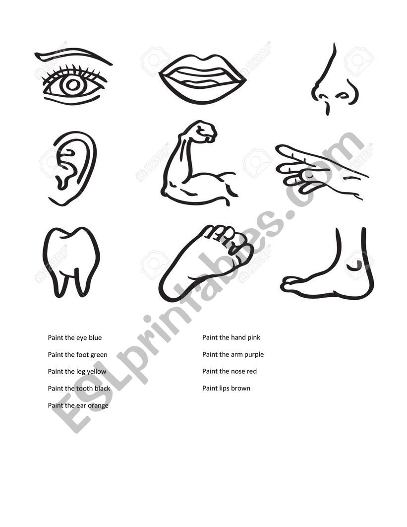 body parts  worksheet