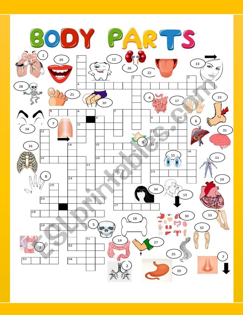 PARTS OF THE BODY II        CROSSWORD  SET 3 OF 3