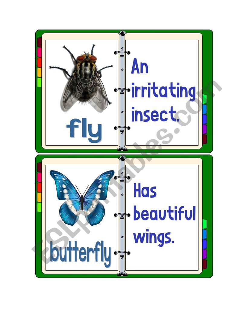 Flashcards - Insects With Descriptions 1