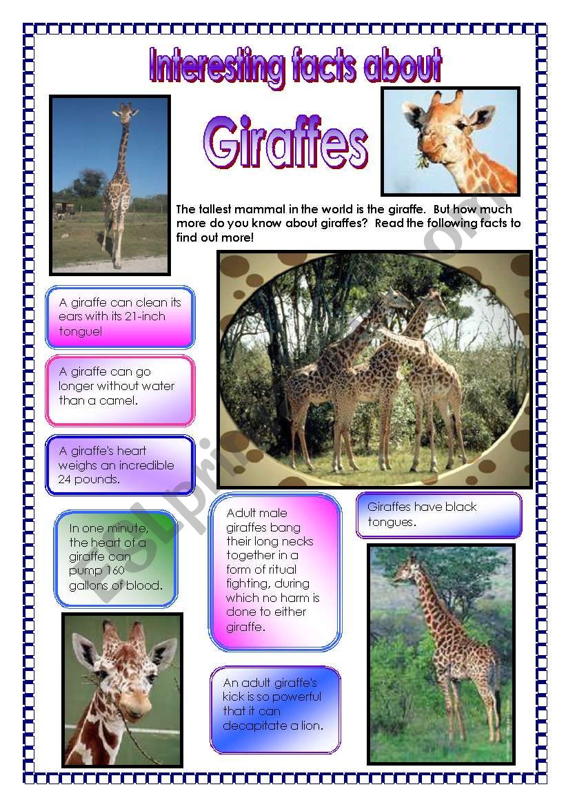  Interesting facts about giraffes! - did you know that ...