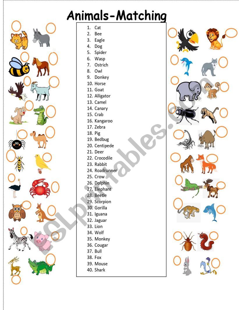 Animals  matching part 2 of a 3 set exercise worksheet