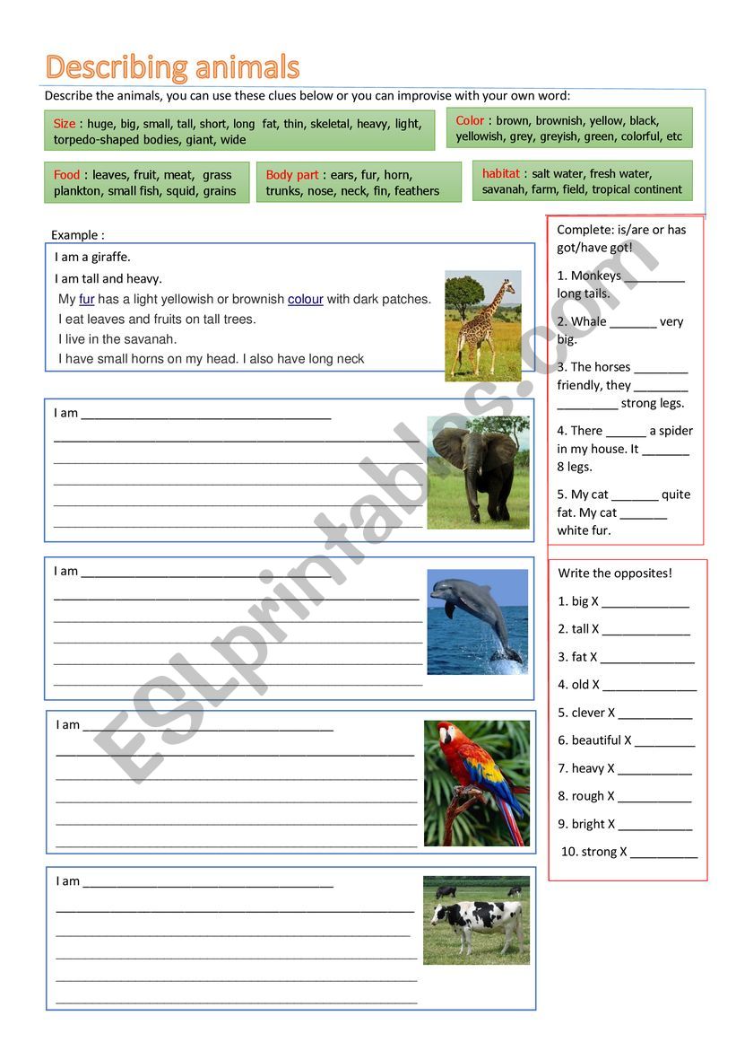 Describing Animals worksheet