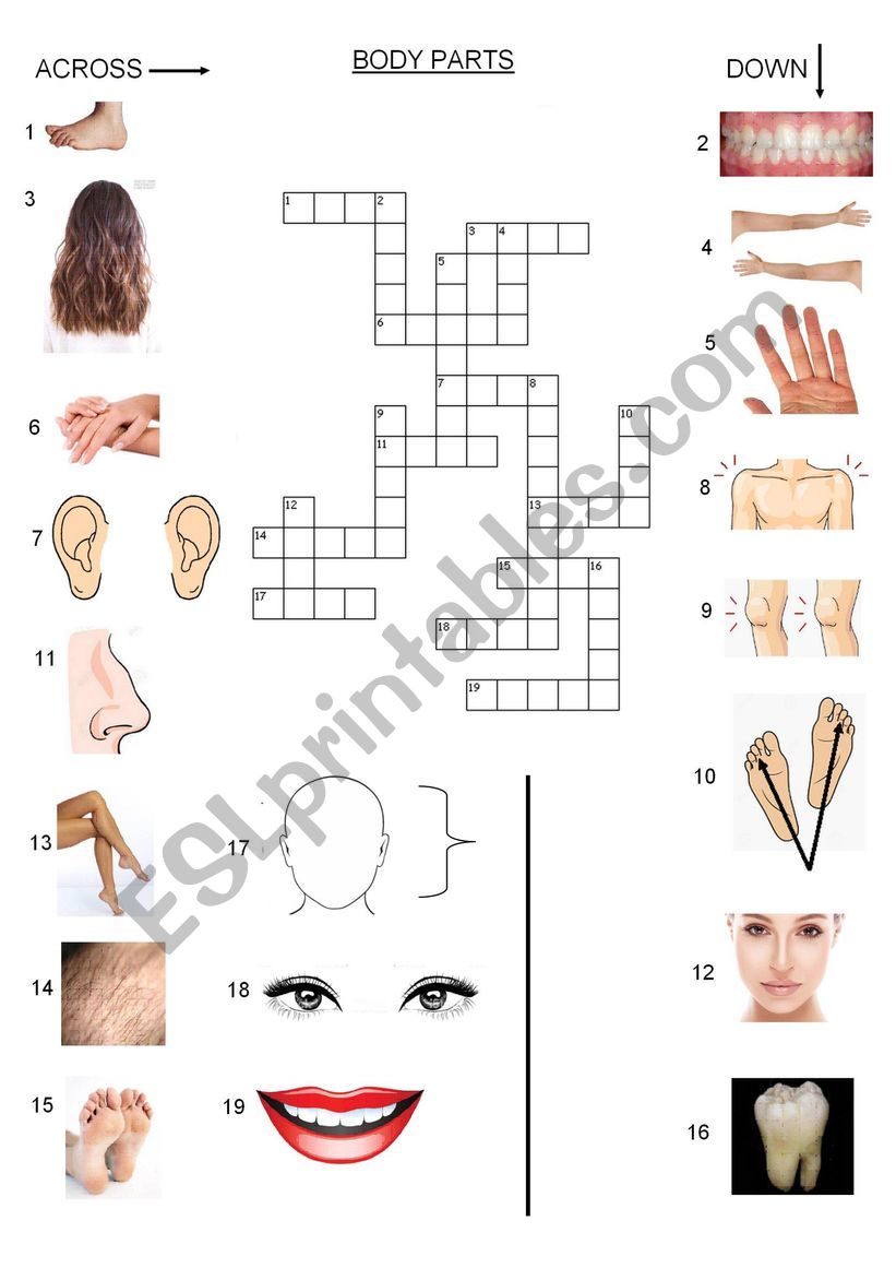 body crossword worksheet