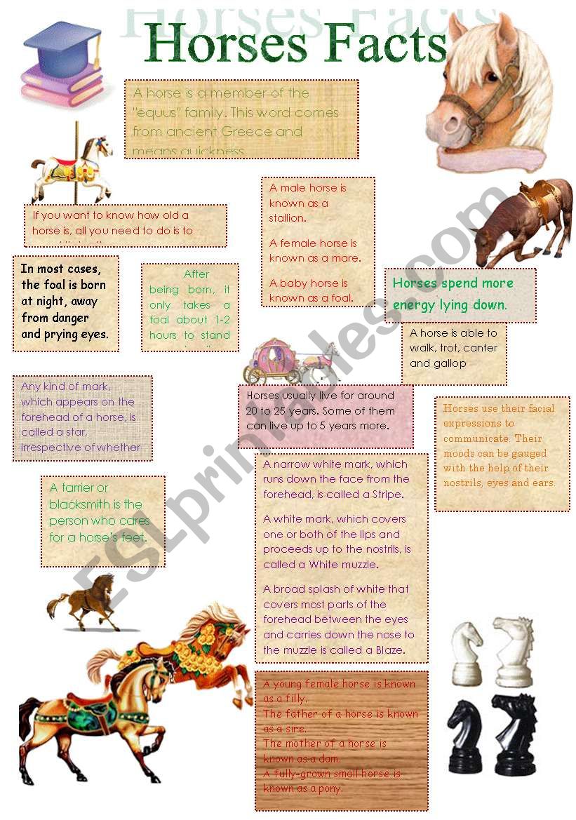 Facts About Horses(14.08.08.) worksheet