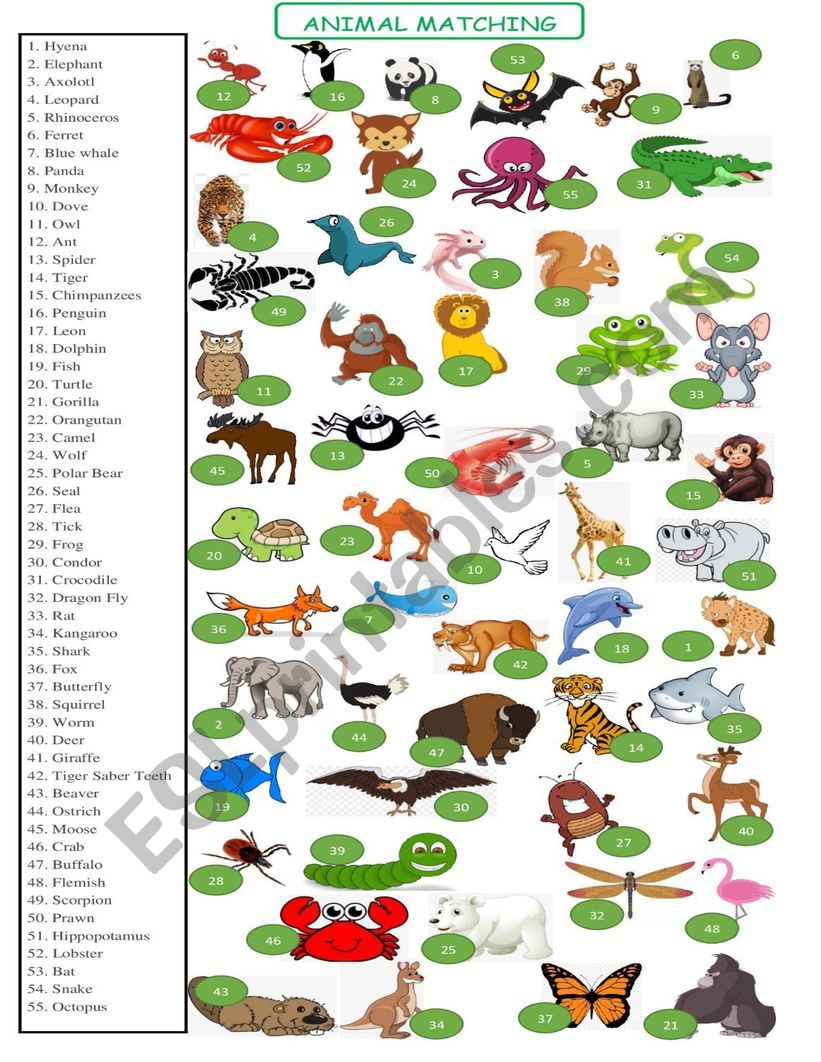 	ANIMALS  MATCHING SET 2 OF 3 worksheet