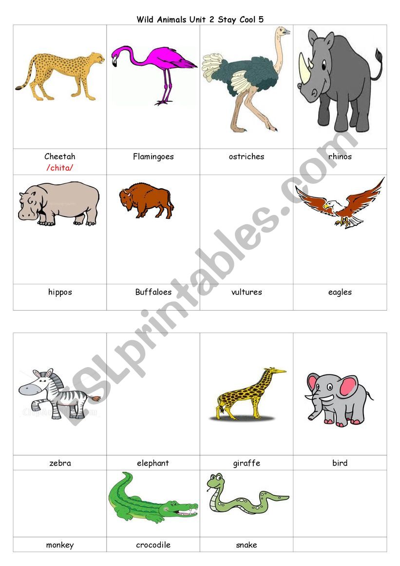 wild animals descriptions worksheet