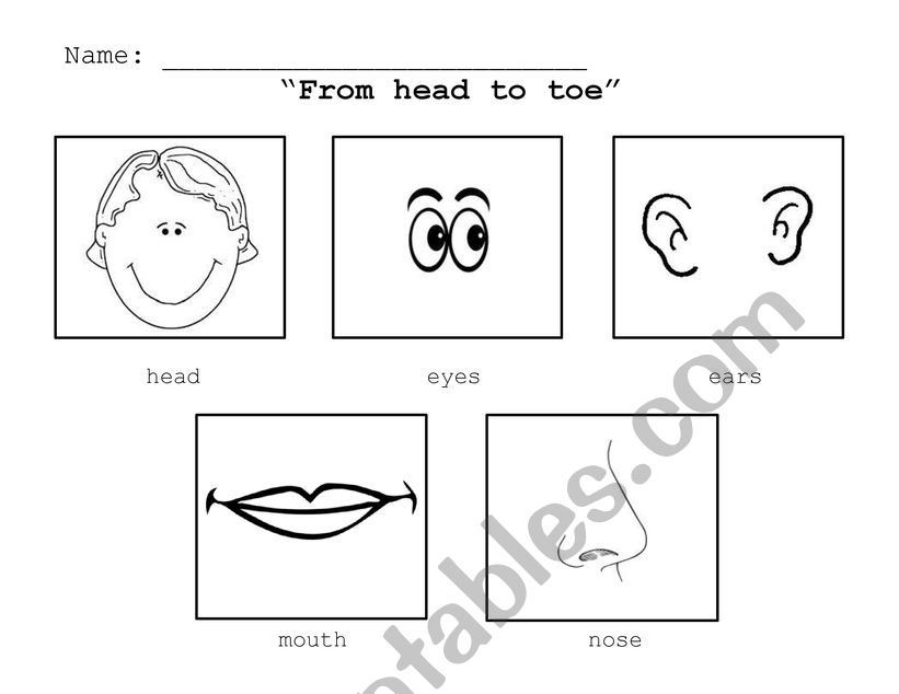 From head to toes vocabulary worksheet