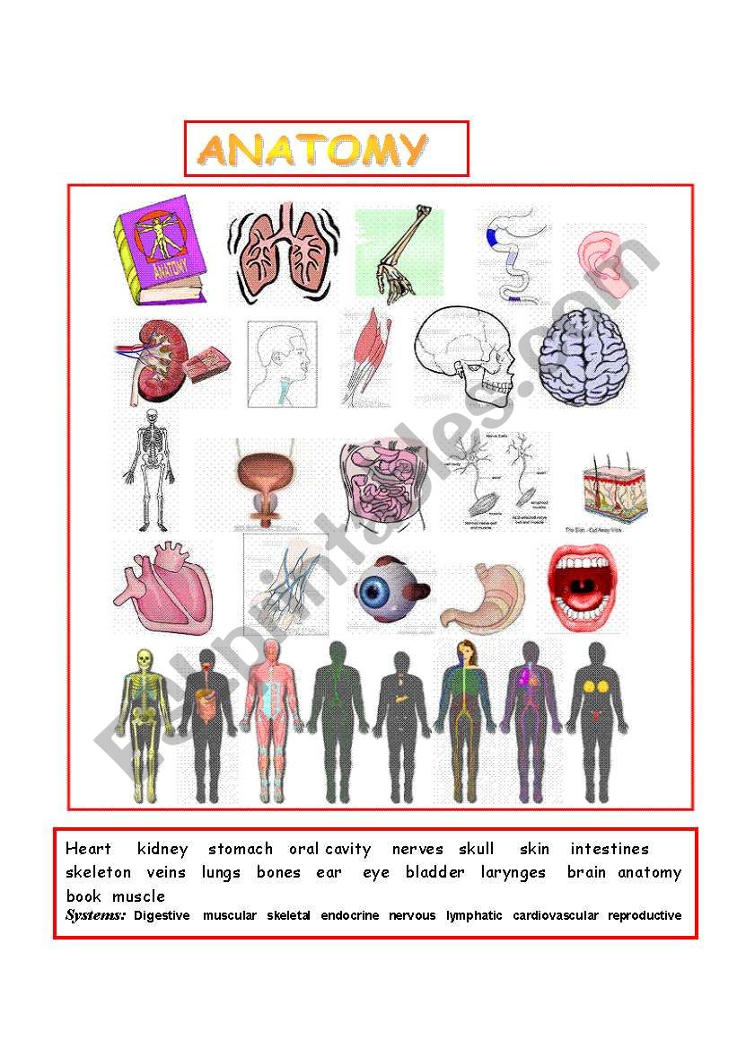 Anatomy  worksheet