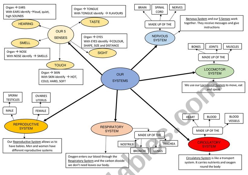 Our Systems worksheet