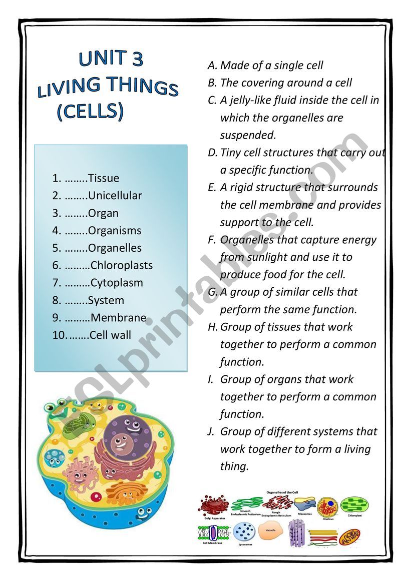 CELLS worksheet