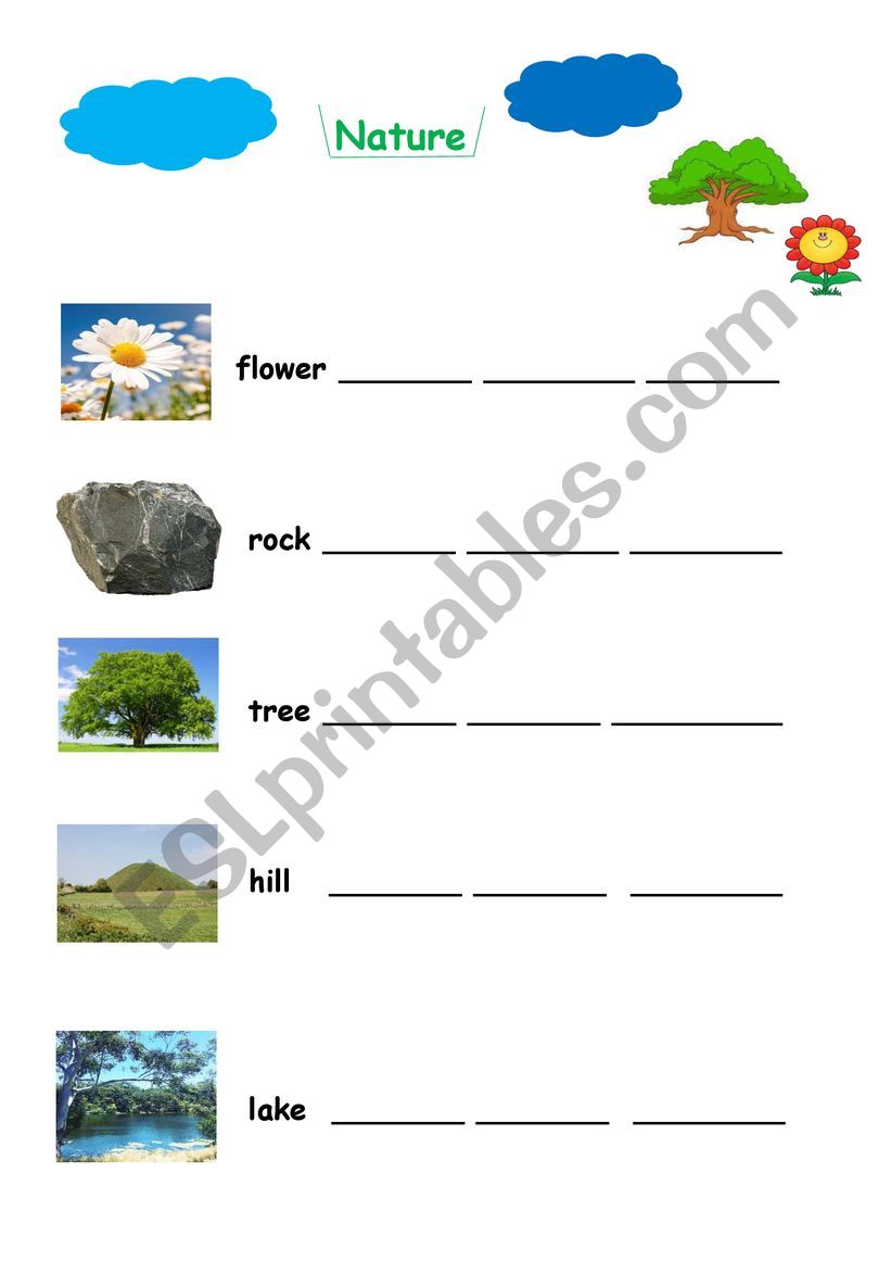 Patterns In Nature Worksheet