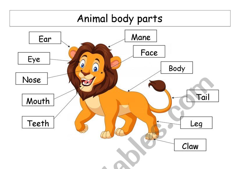 animal body parts - ESL worksheet by erm1