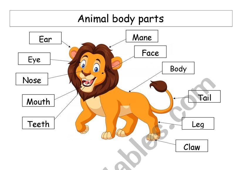 animal body parts worksheet