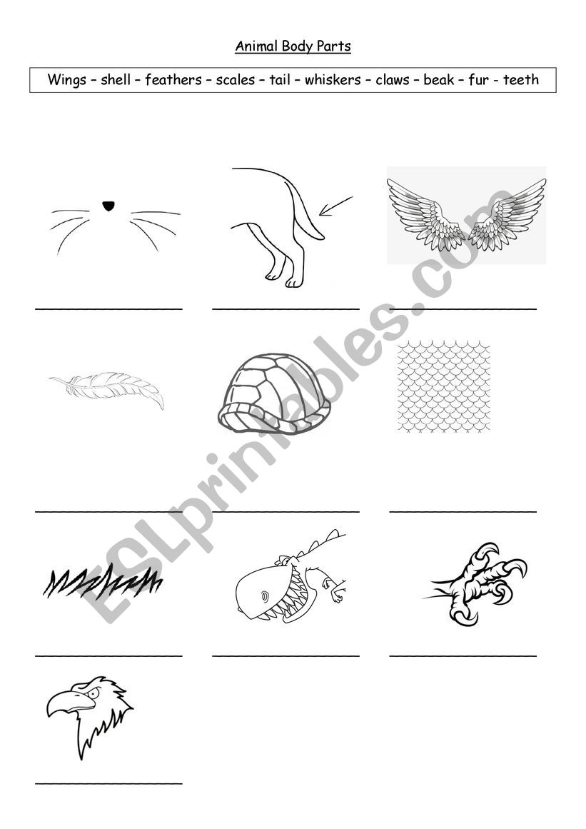 animal body parts worksheet