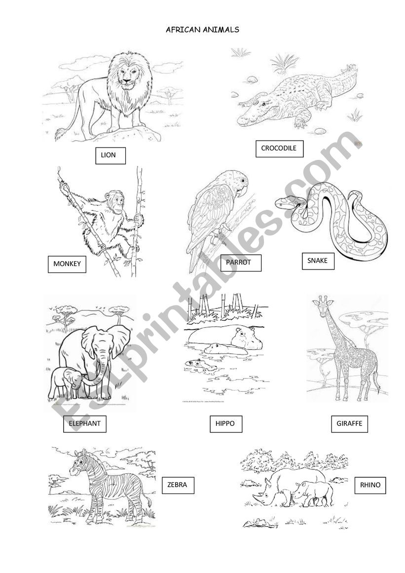 AFRICAN ANIMALS worksheet