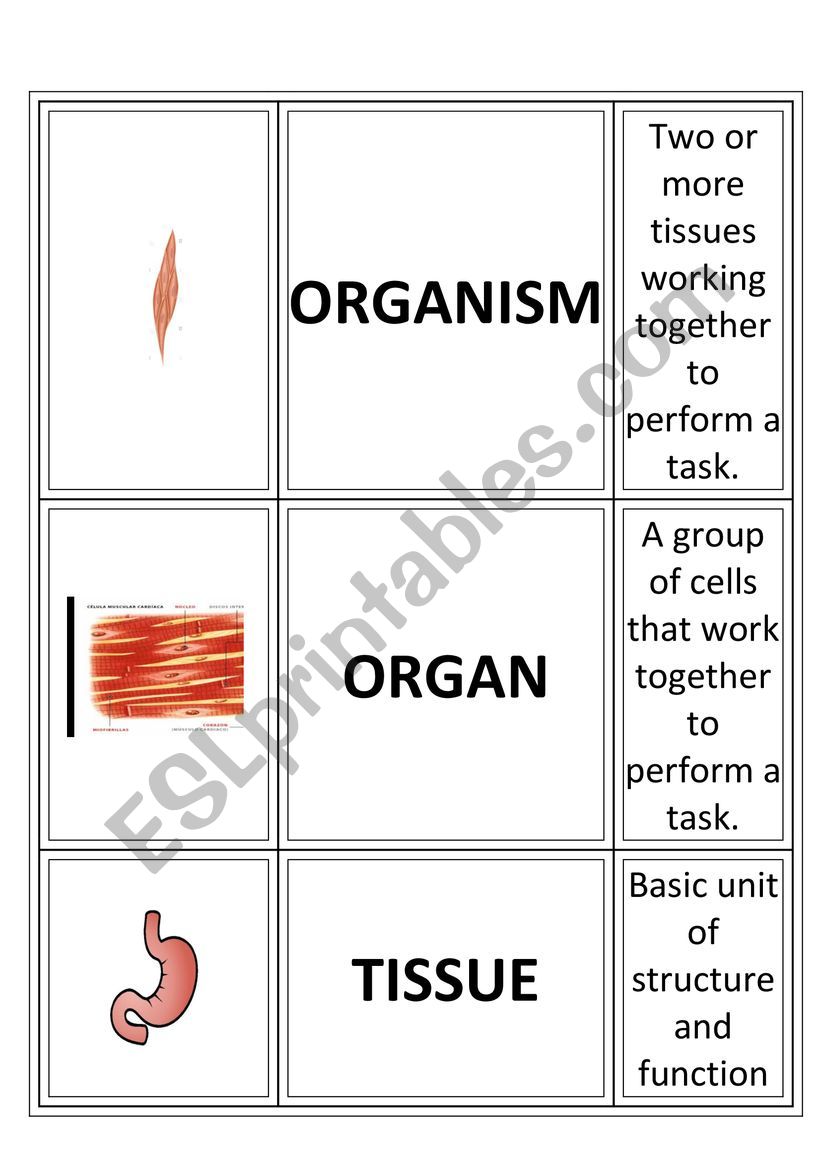 CELL. LEVELS OF ORGANIZATION OF LIVING THINGS - ESL worksheet by For Level Of Organization Worksheet