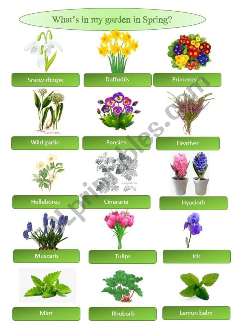 Whats in my garden in Spring worksheet