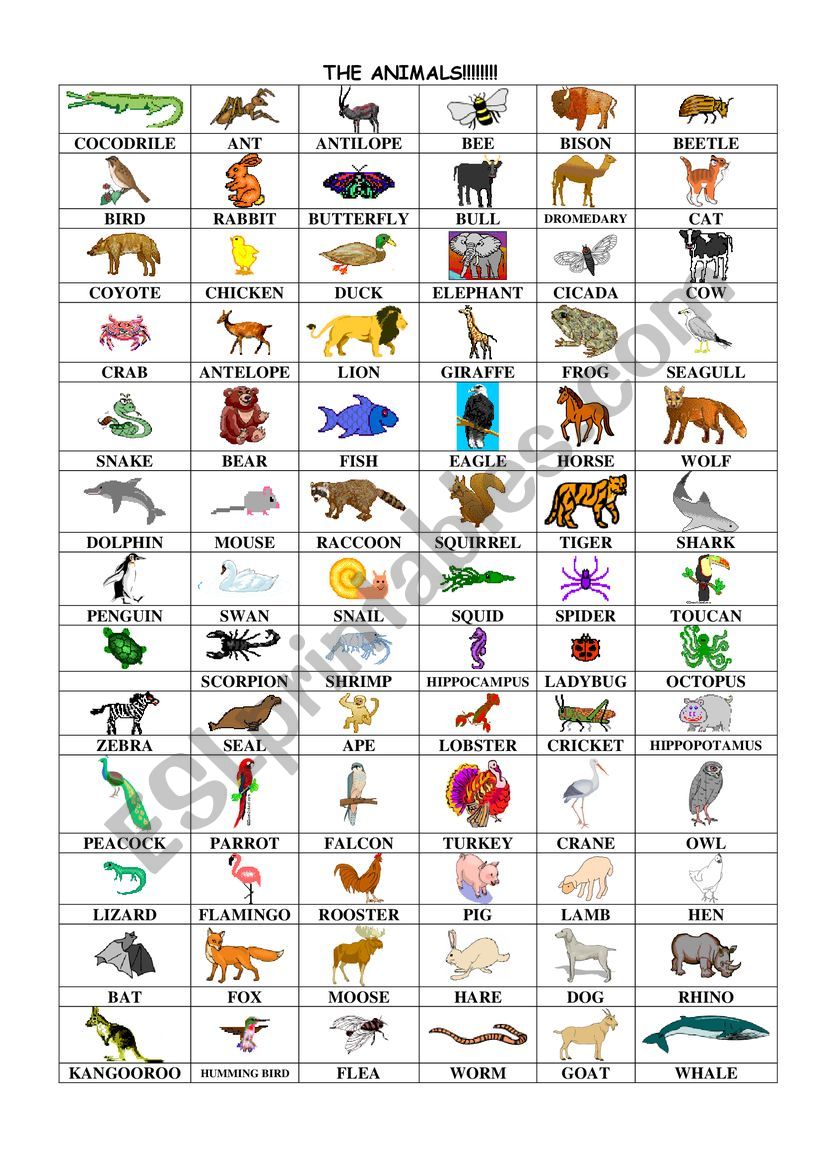 The Animals worksheet