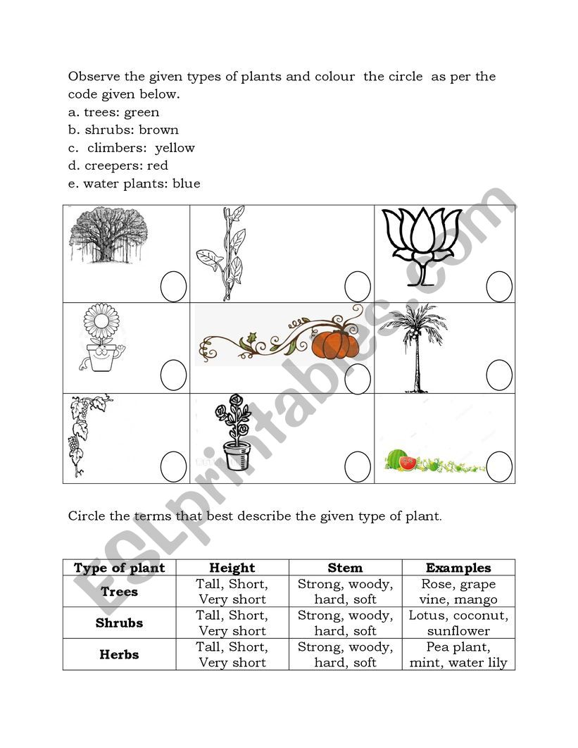 Types of Plants worksheet