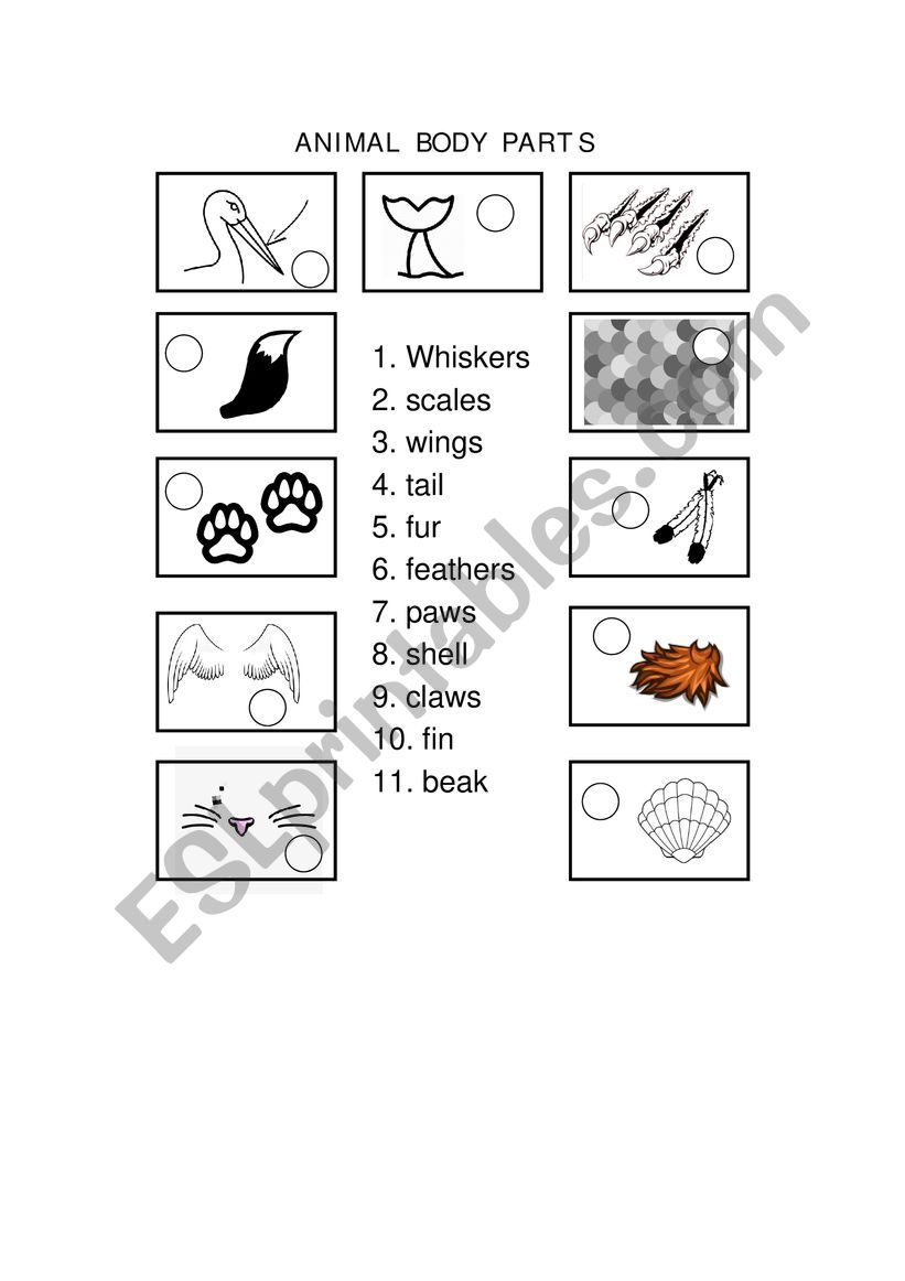 ANIMAL BODY PARTS worksheet