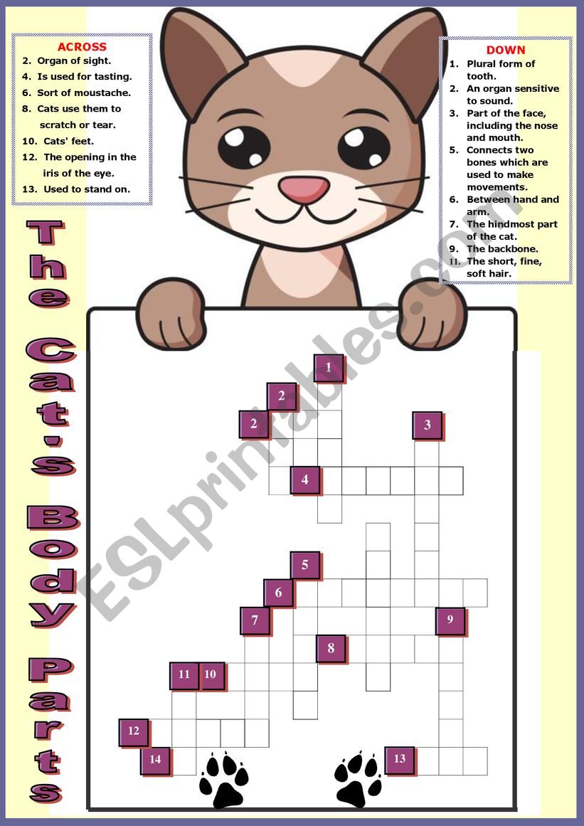 The Body Parts of the Cat. Crossword + KEY