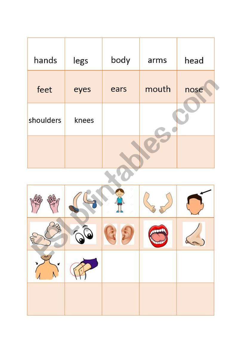 parts of the body worksheet