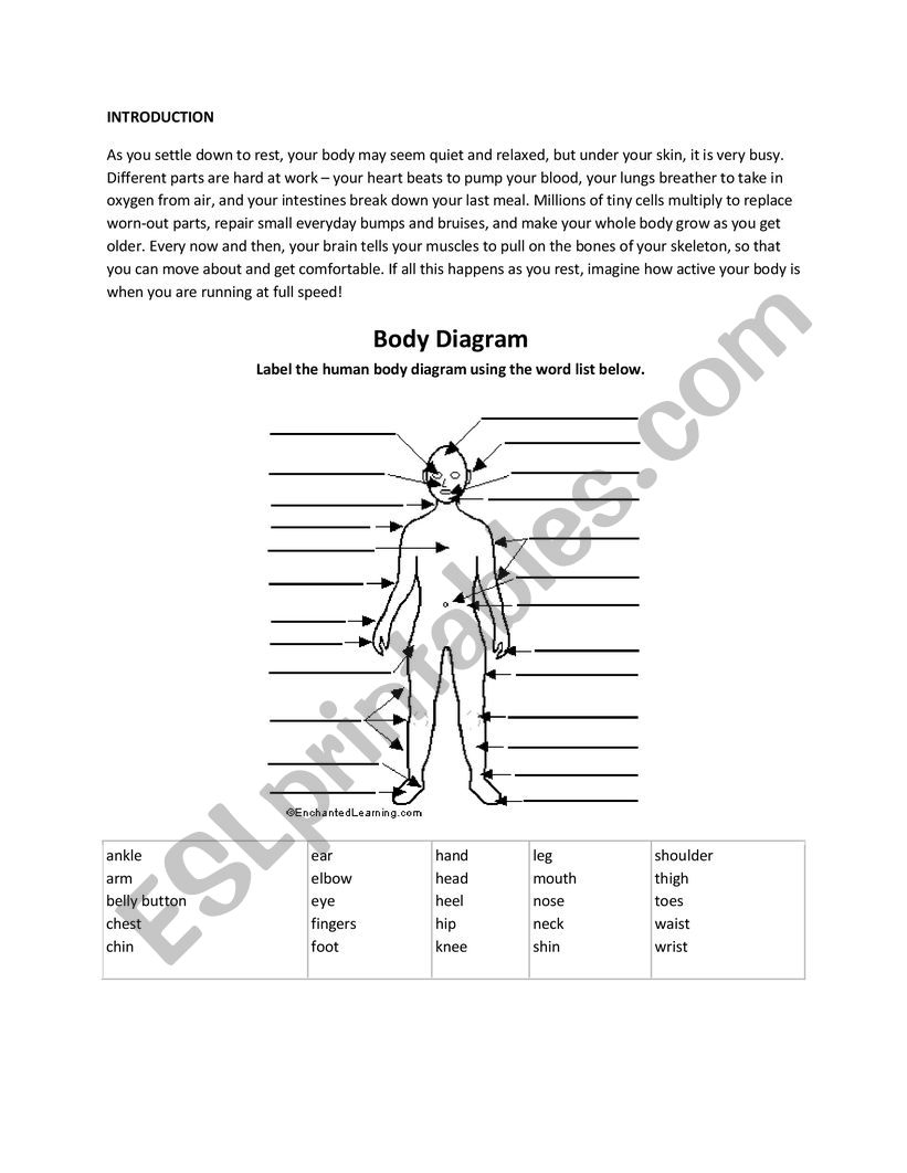 CLIL human body worksheet