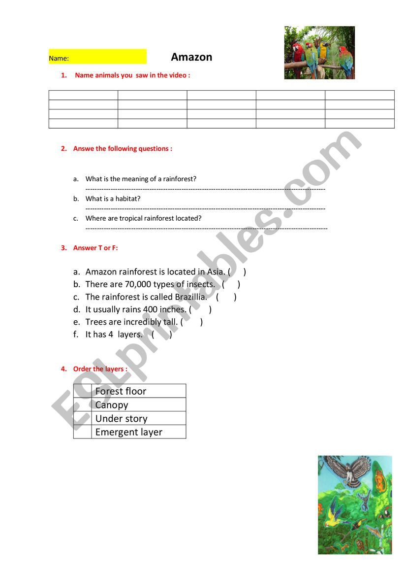 amazon forest  worksheet