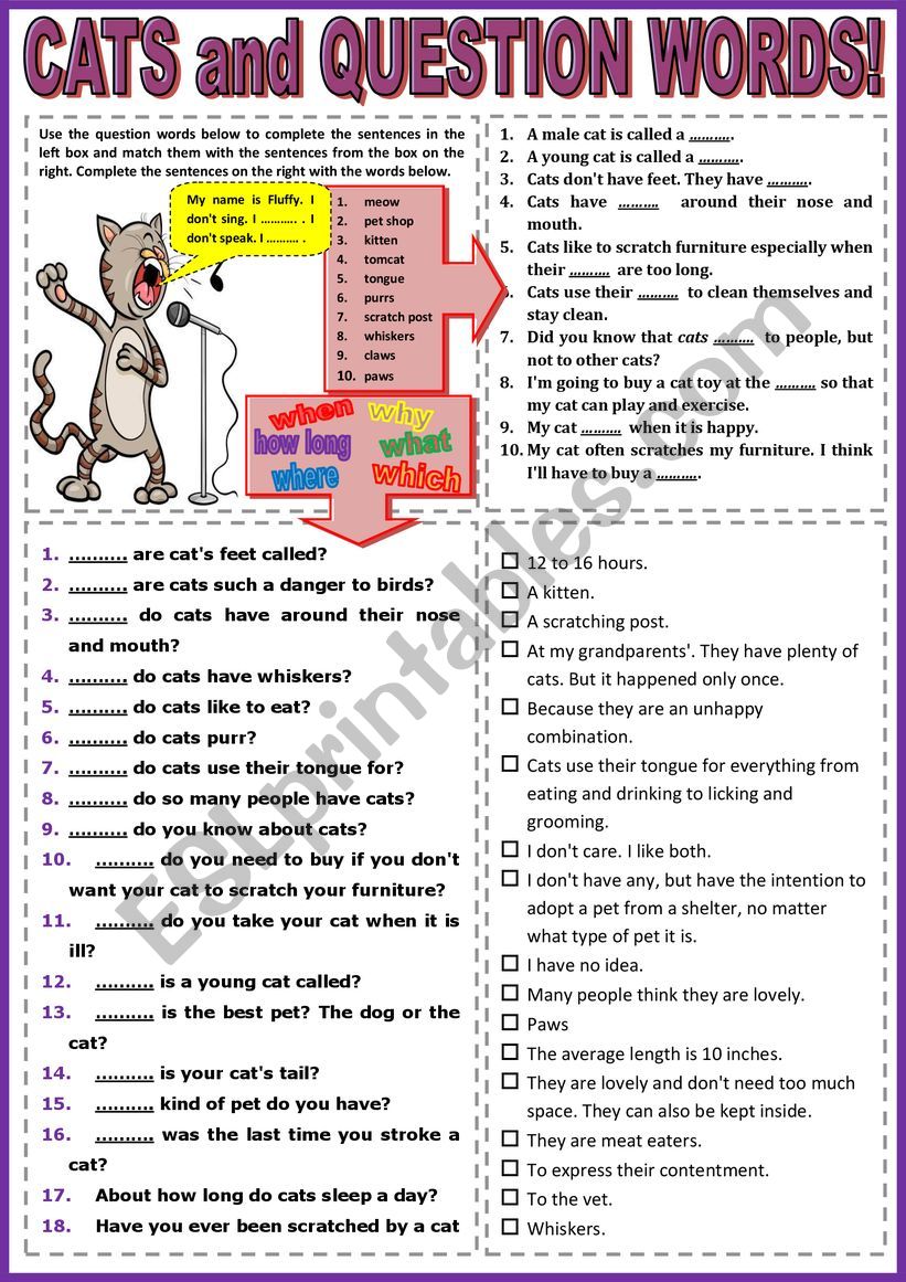 Cats and Question Words + Key worksheet
