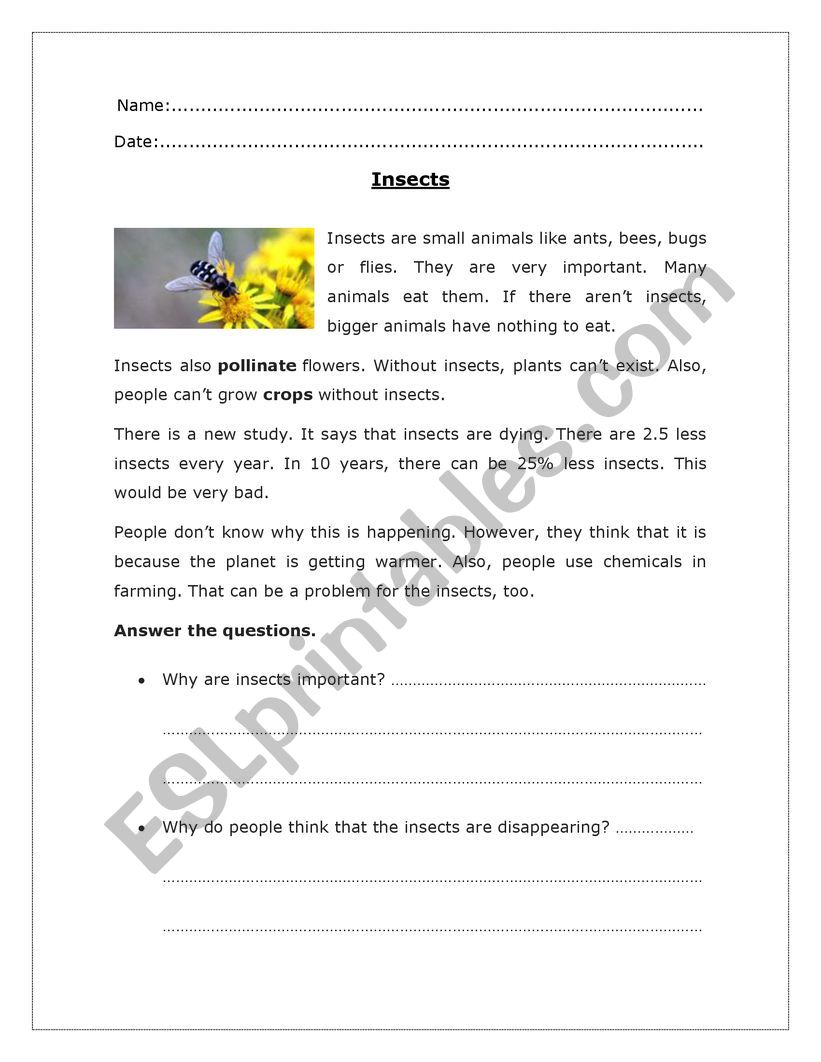 insects reading comprehension worksheet