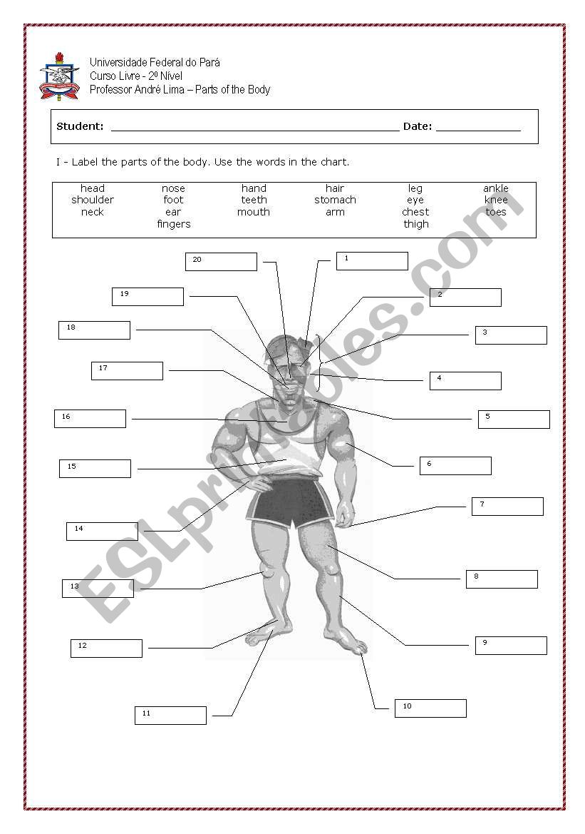 Parts of the Body worksheet