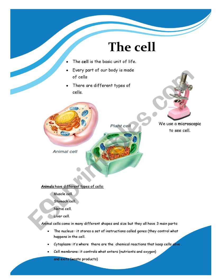 CLIL the cells part 1 worksheet