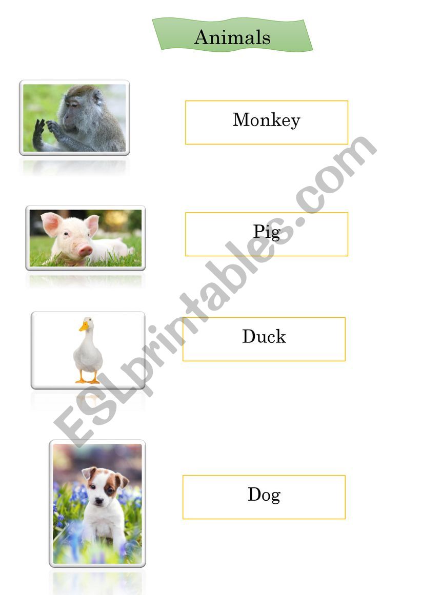 Animals worksheet