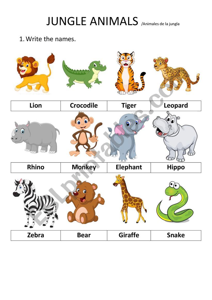 Animals worksheet