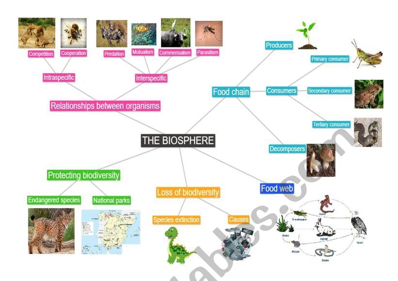 The biosphere - Mindmap worksheet
