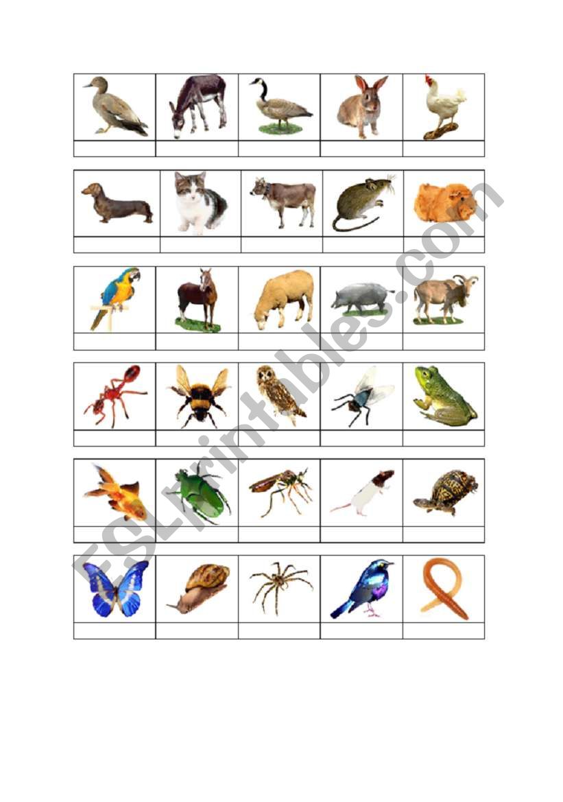 Pets and Animals 1 worksheet