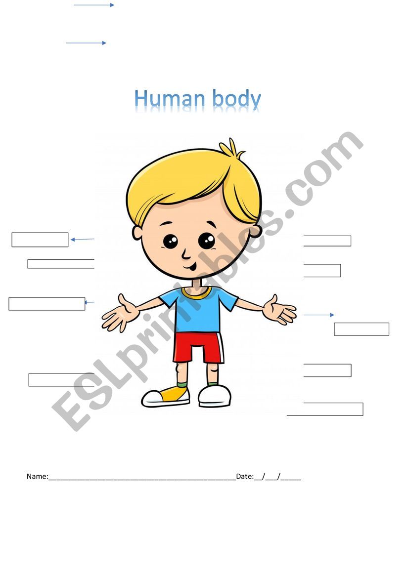 Human Body  worksheet
