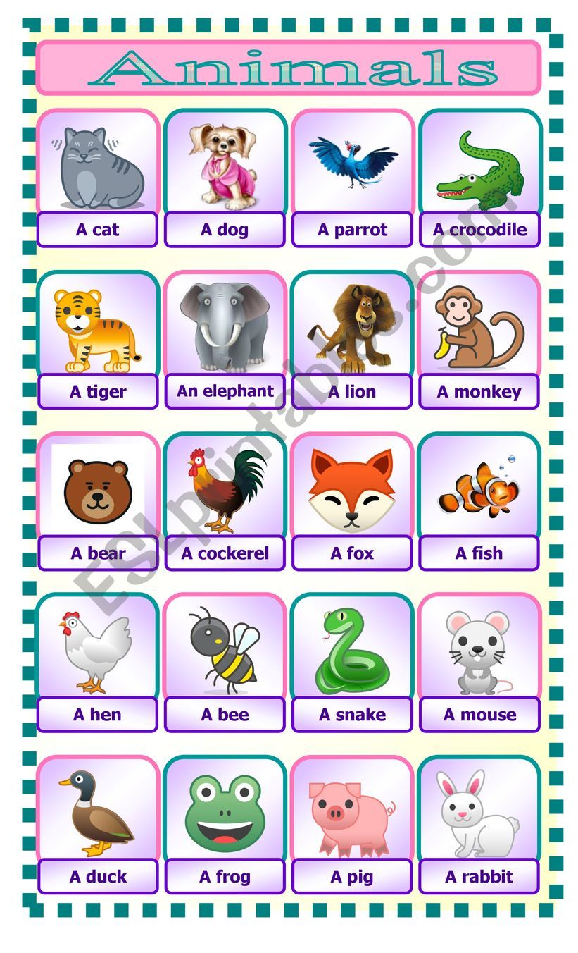 Animals  worksheet