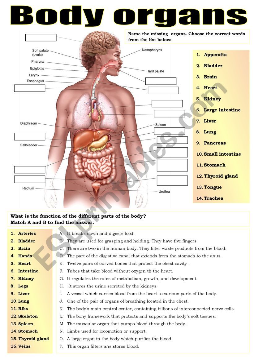 BODY PARTS ORGANS ESL Worksheet By Pilarmham
