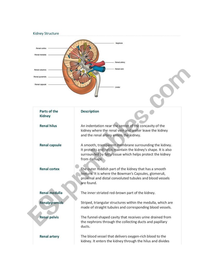 Kidney Summary and practise worksheet