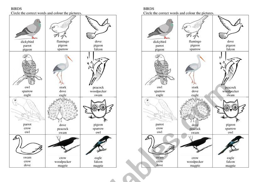 Birds worksheet