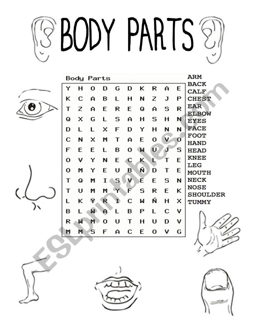 Body Crossword worksheet